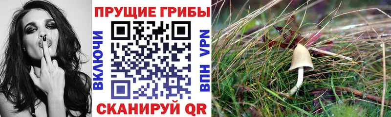 Псилоцибиновые грибы MAGIC MUSHROOMS  OMG зеркало  Энгельс  купить закладку 